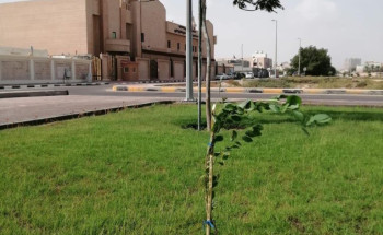 بلدية الخبر تزرع 400 شجرة سدر ضمن المرحلة الثانية من مبادرة “حديقتي بستاني”   