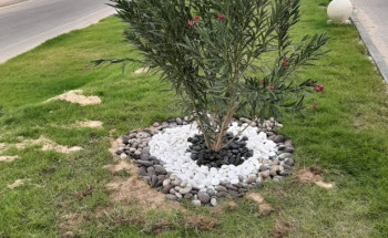 بلدية جوف بني هاجر تزرع أكثر من 120 ألف زهرة و ثلاثة آلاف شجرة لزيادة الرقعة الخضراء