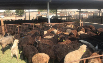 مطار الأحساء الدولي يستقبل أكبر شحنة في تاريخه