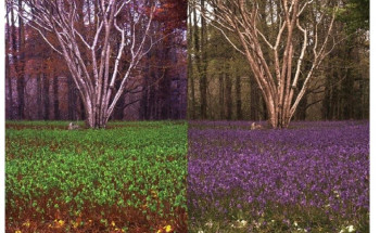 إنك لا ترى ما أراه