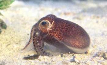 لكنه لا يشبه معظم الحبار