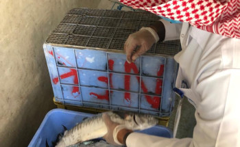 بلدية الخفجي وهيئة الدواء والغذاء تنفذان حملات رقابية مشتركة على محلات الأسماك واللحوم   