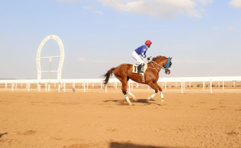 في موسم 2020  … كؤوس فروسية المدينة  تتوج اربع  ميادين بالمملكة