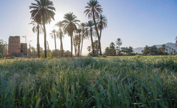 مزارع القمح في نجران.. حكاية و إرث يتكرر كل عام