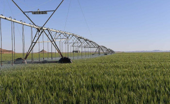 مزارع منطقة تبوك تواصل المساهمة في تحقيق الأمن الغذائي في المملكة