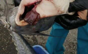 بلدية القطيف تتلف ٣٦٠ كلغ من الأسماك الفاسدة