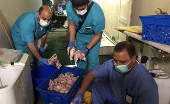 أمانة الشرقية :تضبط مسلخًا مخالفًا وتتلف أكثر من 17 ألف كجم من المواد الغذائية الفاسدة