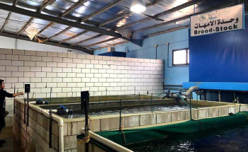 مركز أبحاث الثروة السمكية بجدة يوزع ١٥٠ ألف يرقة أسماك بلطي على مشاريع الاستزراع المائي