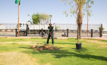 بدء زراعة 100 ألف شجرة في ثاني مراحل مبادرة #الجوف_واحة _خضراء