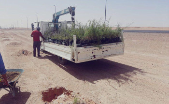 بلدية الحديثة تستمر بغرس الأشجار ضمن مبادرة الجوف واحة خضراء