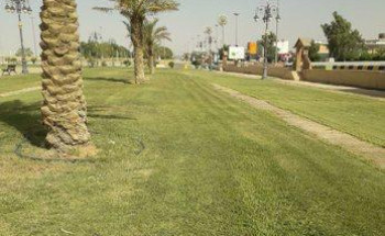 بلدية رفحاء تنفذ أعمال تكريب النخيل وتقليم الأشجار بالحدائق والشوارع لتحسين المشهد الحضري