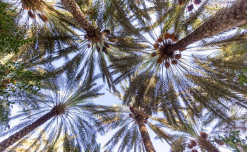 مليون نخلة بمنطقة الجوف تستعد لإنتاج 43 طناً من التمور   