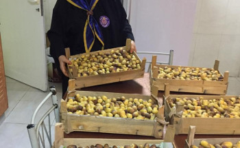 رواد كشافة الإمارات يوزعون تباشير الرطب ضمن برنامج(لول ما تحول)