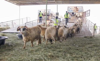 “نسك الاضاحي” تصل إلى مواقع المشروع وسط اجراءات صحية مشددة