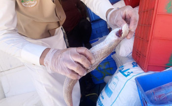 بلدية القريات : تقوم بـ ” ٢٤٨ ” جولة على المحال التجارية وتصادر ١١١ مواد منتهية وتزيل 4145م٣ انقاض