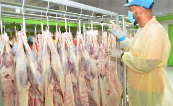 مشروع المملكة للإفادة من الهدي والأضاحي ينفذ أكثر من 50 ألف رأس من الأغنام في حج هذا العام