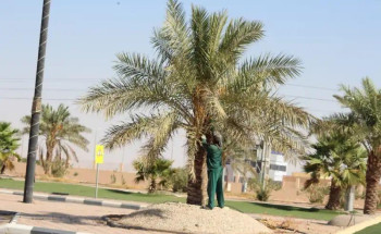 بلدية شعبة نصاب تكثف أعمال تحسين المشهد العام وصيانة الحدائق والمتنزهات