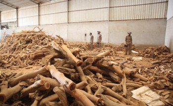 القوات الخاصة للأمن البيئي تضبط 93 طناً من الحطب المحلي في مستودعين في حي بدر