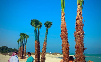 بلدية رأس تنورة تنتهي من المرحلة الأولى بزراعة 30 شجرة​ واشنطونيا بالكورنيش