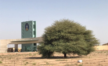 جامعة حائل تحتضن شجرة أكاسيا يقدر عمرها بحوالي ٢٩٣ عامًا