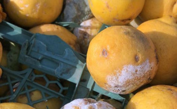 أمانة الشرقية: ضبط 624 كرتون من فاكهة البرتقال والليمون الفاسد في شاحنة قبل توزيعه في سوق الخضار المركزي بالدمام