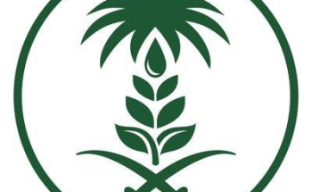 “البيئة” تحذر من خطورة وضع الجراد الصحراوي في منطقة القرن الإفريقي