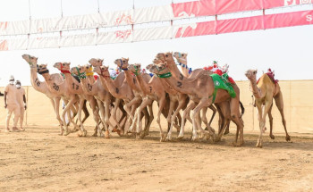 في صباح ثامن أيام مهرجان ولي العهد للهجن3.. هجن مكة المكرمة تسيطر على منافسات ميدان الطائف