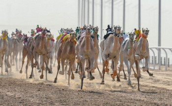انطلاق منافسات المرحلة النهائية من مهرجان ولي العهد للهجن
