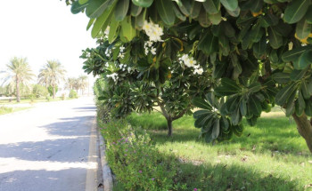 بلدية رأس تنورة تزين شوارع وكورنيش المحافظة بأكثر من 4 آلاف شجرة مزهرة