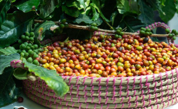 398 ألف شجرة تنتج 1810 طناً من “البن الخولاني” سنوياً بالمملكة