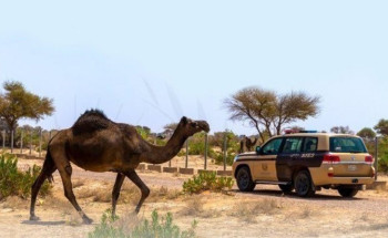 القوات الخاصة للأمن البيئي تُوقِف 10 مخالفين لنظام البيئة