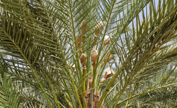 بدء عملية “تكميم النخيل” في محافظة وادي الدواسر