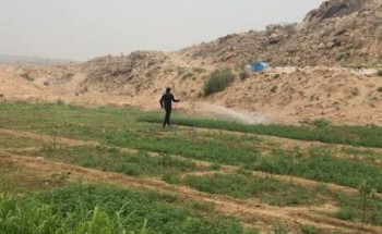 بيئة عسير: معالجة ربع مليون شجرة واكثر من خمسة آلاف دونم