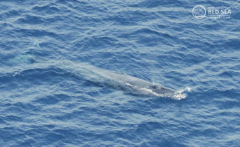 الحوت البريدي يظهر على شواطئ القنفذة