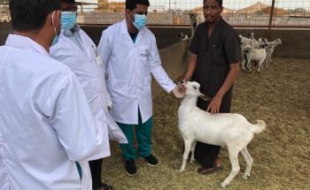 فرع “البيئة” بجازان يفحص مليون رأسًا من الماشية قُبيل عيد الأضحى المبارك