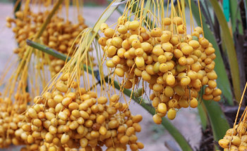 انطلاقة مهرجان الروضة للتمور 2022 الخميس المقبل