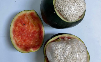 “مكافحة المخدرات” تضبط(765)ألف قرص من مادة الإمفيتامين المخدر بمدينة الرياض مخبأة داخل شحنة “بطيخ”