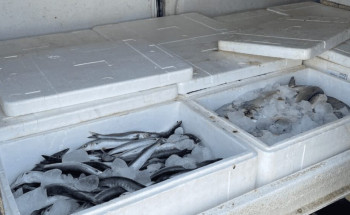 محايل.. “صحة البيئة” تضبط مركبة محملة بأسماك فاسدة وتتلفها