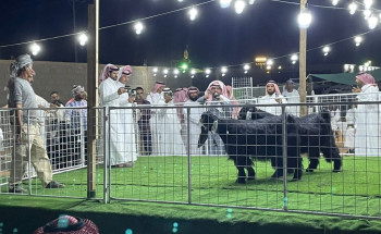 انطلاقة مهرجان الماعز العارضي بحائل وسط أرقام ومبيعات قياسية