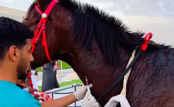 عيادات بيطرية للكشف على الخيول بميدان فروسية حفرالباطن