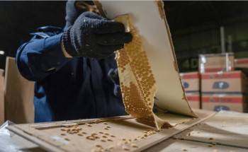 شحنة “ألواح خشبية” ملغمة بقرابة الـ3 ملايين حبة كبتاجون.. الشحنة ضُبطت ومستقبلوها في قبضة الأمن