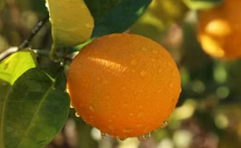 البرتقال أبرزها.. 200 ألف شجرة حمضيات تُثري سهول وأودية العلا