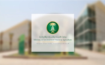 “البيئة”: متوسط الأمطار لشهر يناير هو الأعلى منذ 40 عامًا