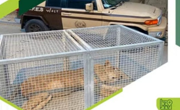 القوات الخاصة للأمن البيئي تسيطر على أسد طليق في أحد أحياء الرياض