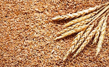 للحفاظ على المخزونات الاستراتيجية.. “الأمن الغذائي” تطرح مناقصة لاستيراد 480 ألف طن قمح
