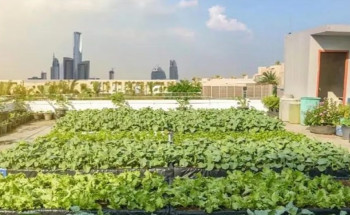 “البيئة” تُسَلط الضوء على أهمية الزراعة المنزلية لتحقيق فوائد صحية وتوفير غذاء آمن