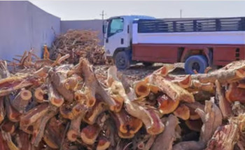 ضبط مواطن لنقله 7 م3 من الحطب المحلي في حائل