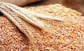 بتوريد صافي كمية 1.187.658 طنًّا.. “الأمن الغذائي” تعلن انتهاء موسم شراء القمح المحلي