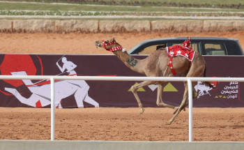 في ثالث أيام مهرجان خادم الحرمين الشريفين للهجن.. “بحر” التوقيت الأفضل في أشواط الـ “لقايا”