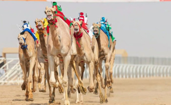 انطلاق النسخة الأولى لمهرجان خادم الحرمين للهجن بميدان الجنادرية في الرياض